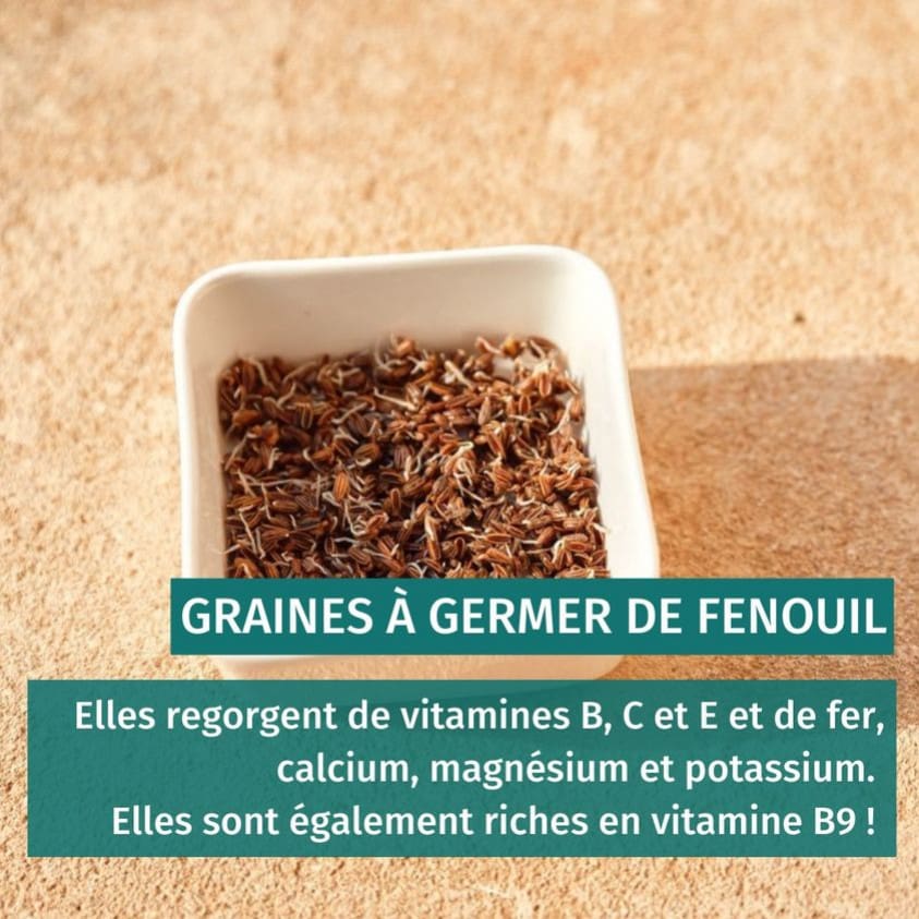 Les bienfaits du fenouil cru et en infusion